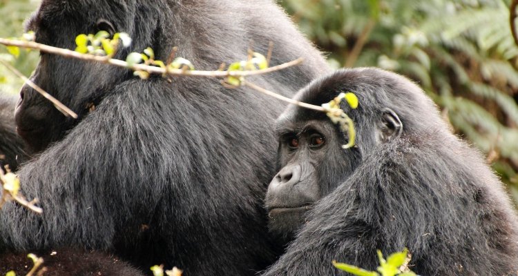 11 Days Uganda and Rwanda Primate & Cultural Safari