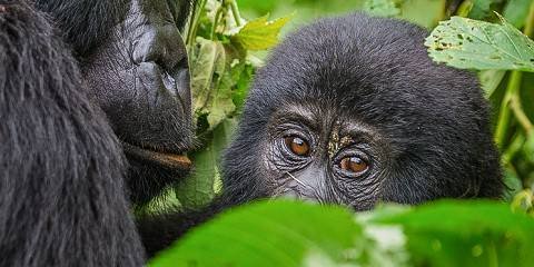 4 Days Double Gorilla Trekking Escape