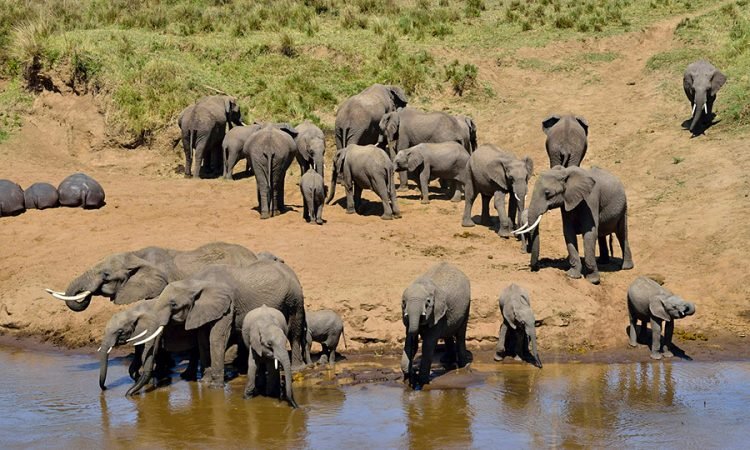 14 Days Grand Uganda and Rwanda Primate Safari Adventure