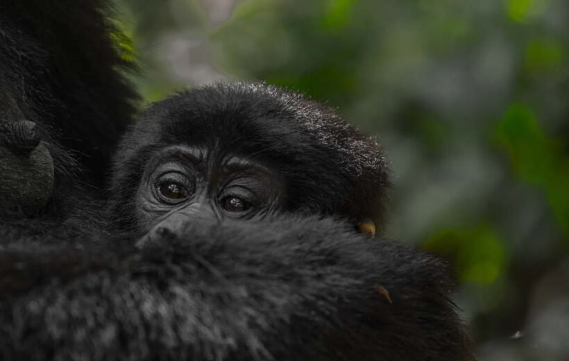 6 Days Uganda and Rwanda Combined Primate Safari