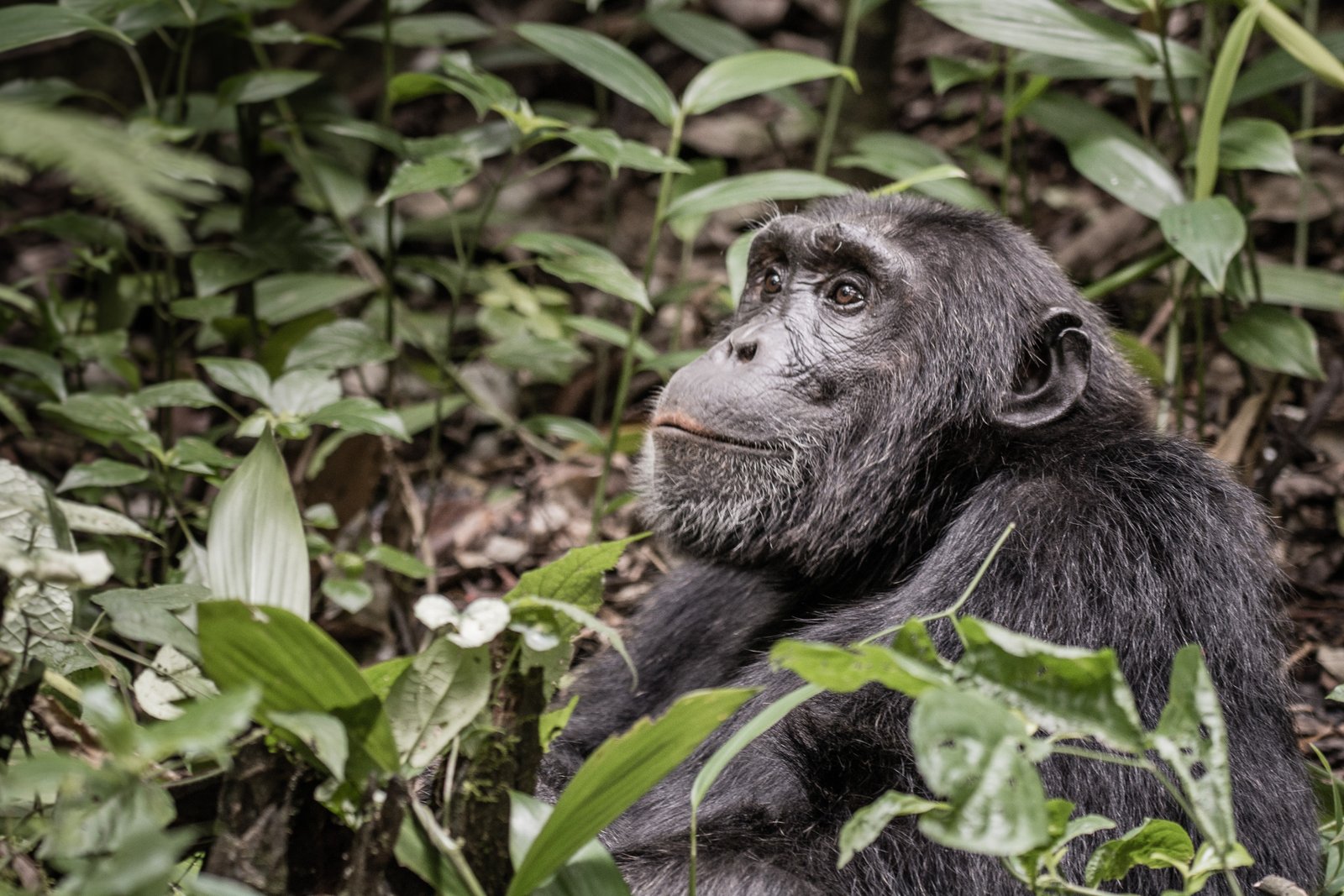 9 Days Uganda and Rwanda Great Apes Primate Safari