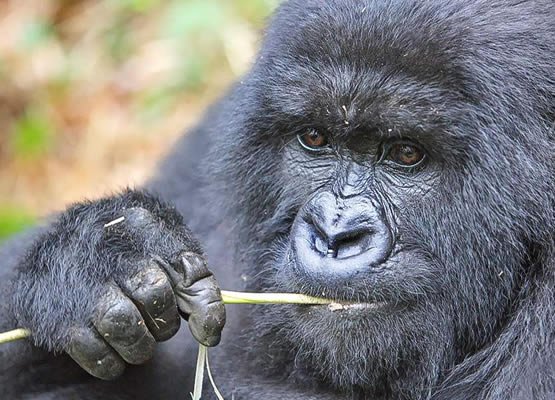 4 Days Exclusive Gorilla & Forest Retreat