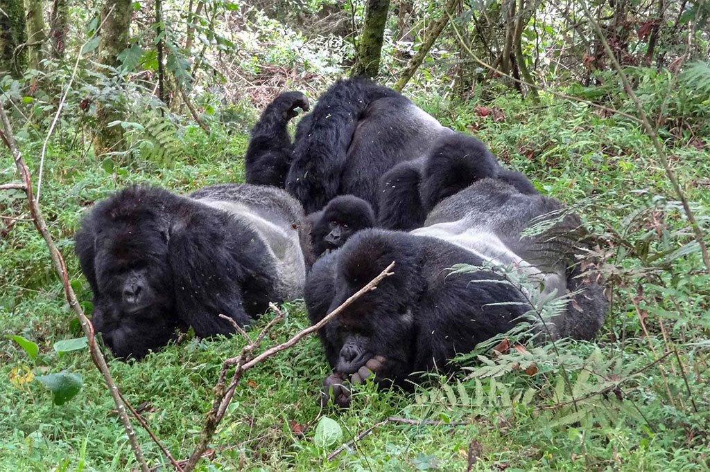 8 Days Gorilla & Wildlife Combination