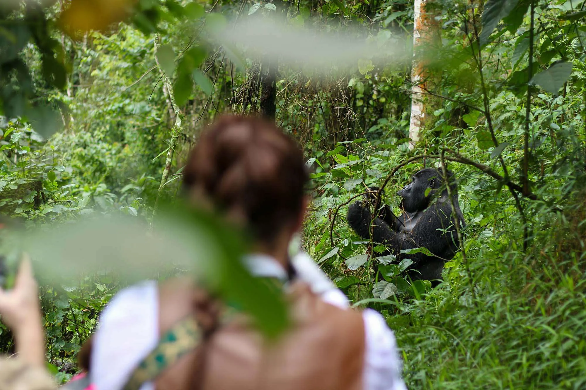 4 Days Rwanda Gorilla & Golden Monkey Primate Safari