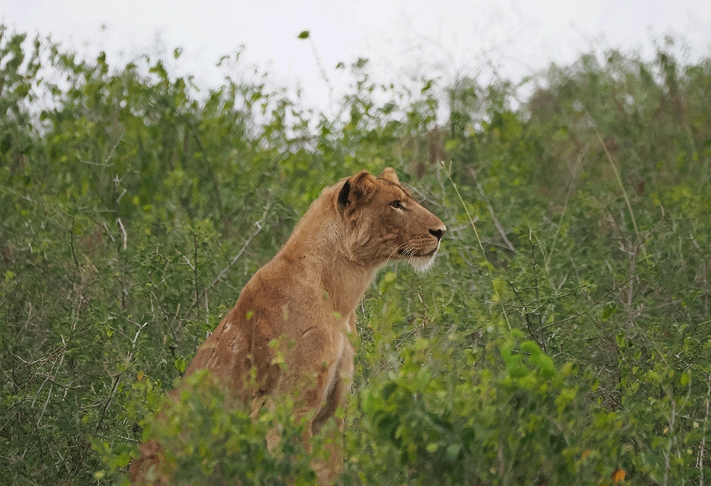 16 Days East Africa Primate Safari: Uganda & Rwanda