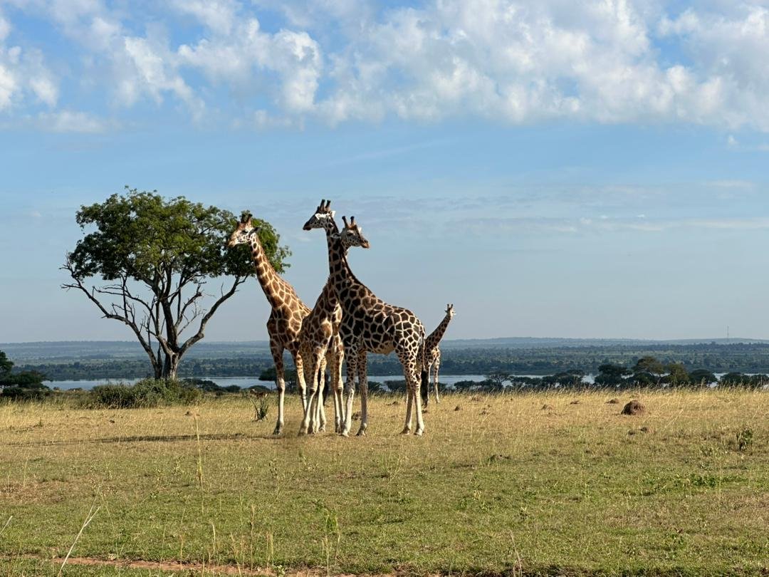 12 Days Best of Uganda and Rwanda Primate Safari