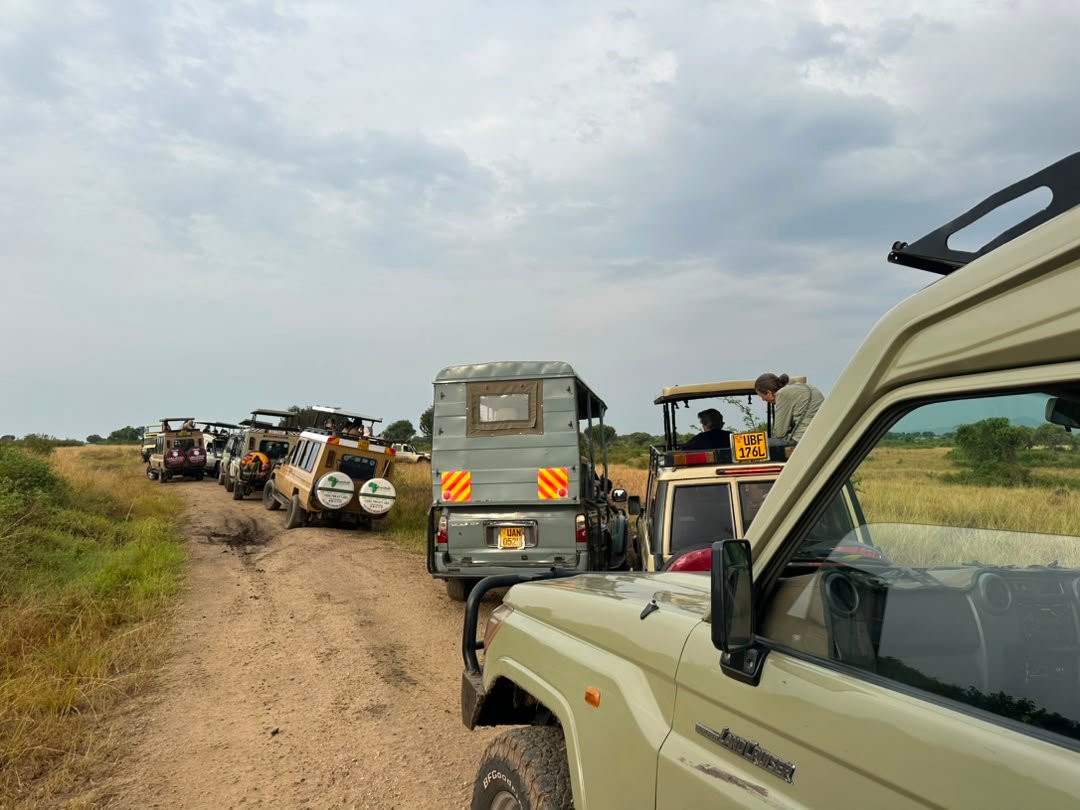 7-Day Uganda Big Five Wildlife Safari Experience